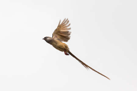 A beautiful long tailed Speckled Mousebird leaping in the air as it is about to take offの写真素材