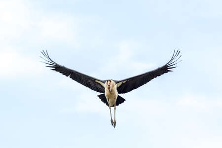 A Marabou Stork scavenger bird in mid flight near lake Koka in Ethiopia.の写真素材