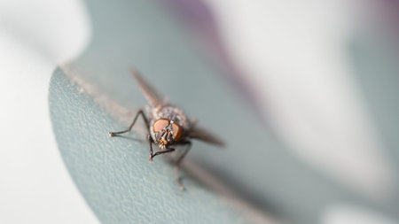 A close up shot of a medium sized common house flyの写真素材
