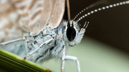 A close-up macro shotの写真素材