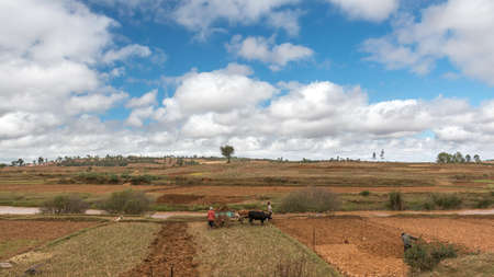 Farmers in the central highland regions of Madagascar prepare their plot of land for the next harvest season on May 25, 2014 in Madagascarのeditorial素材