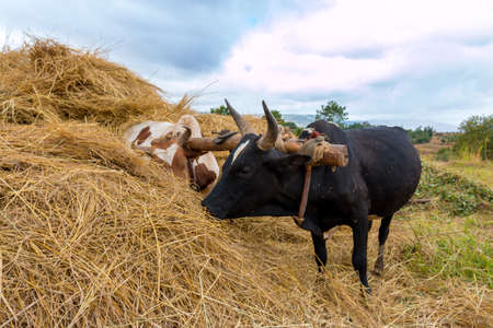 A pair of oxen fitted with a yoke eating from a haystackの写真素材