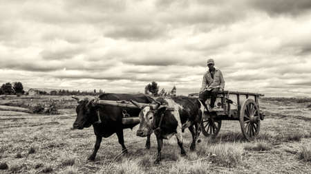 A rice farmer rids on a cart pulled by a pair of oxen fitted with a yoke, May 23 2014,のeditorial素材