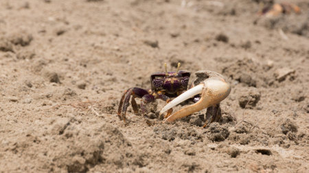 An adult male fiddler crab which dug itself out of the sand on the lookout for any dangerの写真素材