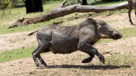 Warthog at the Gaborone Game Reserve in Gaborone, Botswanaの写真素材