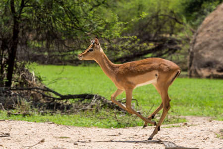 Impala at the Gaborone Game Reserve in Gaborone, Botswanaの写真素材