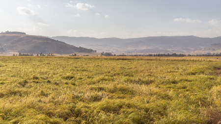 Wheat field in a rural farmlands of Ethiopia lit by the golden lights of a setting sunの写真素材
