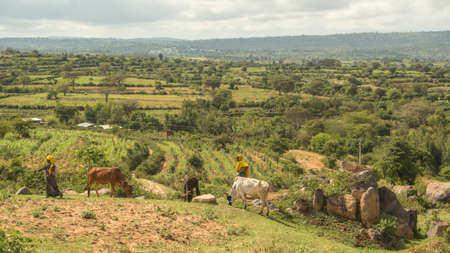 Harar, Ethiopia, July 27: Pastoralists from the Harar region of Ethiopia bring their cattle to graze near the fields just outside of the city of Harar, July 27, 2014, Harar, Ethiopiaのeditorial素材