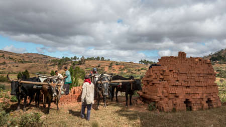 Antsirabe, Madagascar - May 24: Locally produced bricks are loaded on to carts pulled by pairs of oxen fitted with a yoke on May 24, 2014 in Antsirabe, Madagascar.のeditorial素材