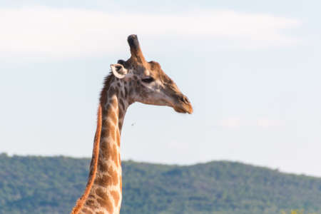 Giraffe at the Mokolodi Nature Reserve in Botswanaの写真素材