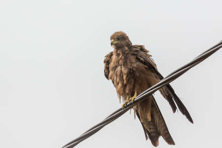 Black Kite, a medium sized bird of pray locally known as Amora in Ethiopia,の写真素材