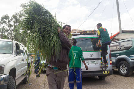 Addis Ababa: April 11: A man brings freshly cut grass, used for decorating floors during the holidays, to local market during Easter eve on April 11, 2015 in Addis Ababa, Ethiopiaのeditorial素材