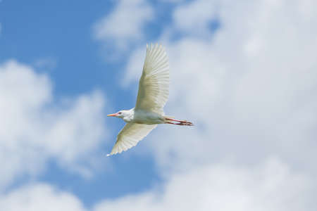A Little Egret which is a small white Hernon in mid flightの写真素材