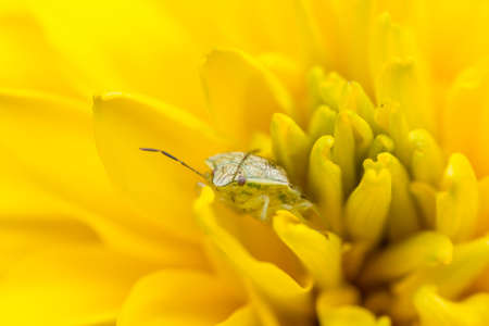 A close up shot of a tiny insect hiding behind the petals of a yellow flowerの写真素材