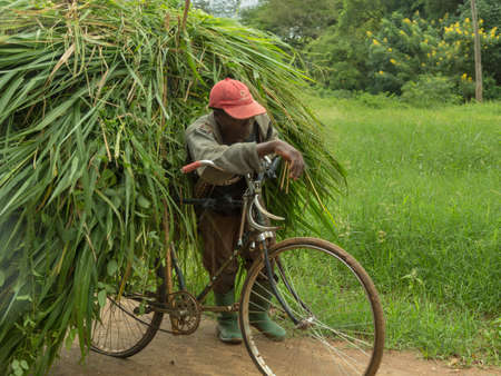 Morogoro, Tanzania: April 23: A man pushes his bicycle overloaded with freshly cut elephant grass - April 23, 2015 in Morogoro, Tanzaniaのeditorial素材