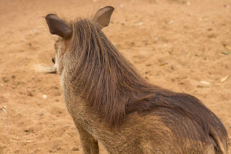Warthog at the Gaborone Game Reserve in Gaborone, Botswanaの写真素材