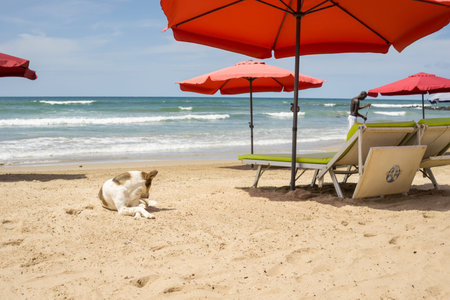 A dog relaxing on the beautiful beautiful beaches of Dakar with the waves of the Atlantic ocean in the backgroundの写真素材