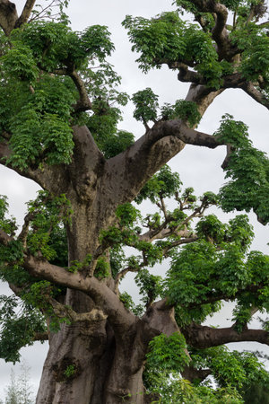 Big Old trees with newly sprouting leaves common in the rural areas of Senegal