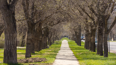 An empty pedestrian walkway in Downtown Regina, with trees and mowed grass on each side