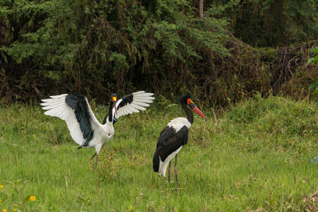 Saddlebills on the shores of Hawassa Lakeの写真素材