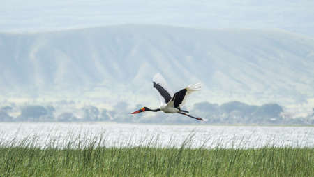 Saddlebill in mid flight over Hawassa Lakeの写真素材