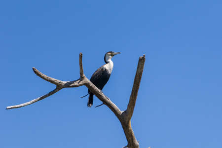 Great Cormorant on a leafless branch in Narvasha Lakeの写真素材