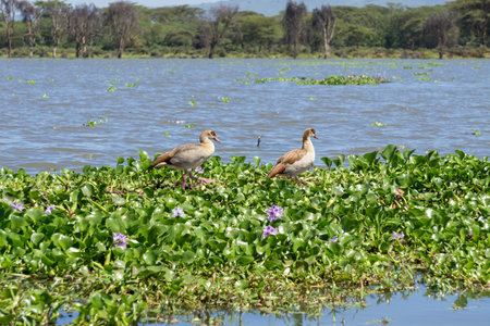 Egyptian Geese walking on the floating Water hyacinth infesting Naivasha lakeの写真素材