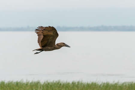 Hamerkop in mid flight over Hawassa Lakeの写真素材