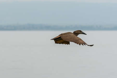 Hamerkop in mid flight over Hawassa Lakeの写真素材