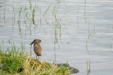 Hamerkop on the shores of Hawassa Lakeの写真素材