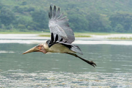 A Marabou Stork scavenger bird in mid flight over Hawassa Lakeの写真素材