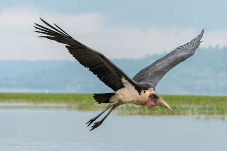 A Marabou Stork scavenger bird in mid flight over Hawassa Lakeの写真素材