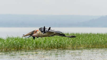 A Marabou Stork scavenger bird in mid flight over Hawassa Lakeの写真素材