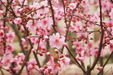 Peach Blossomの写真素材