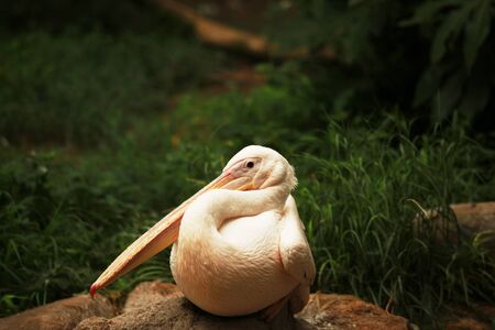 Zoo pelicansの写真素材