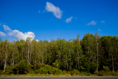 white birch forest under the blue sky の写真素材