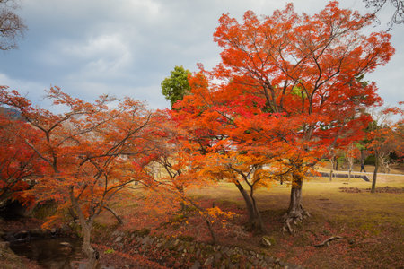 Autumn leaves