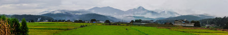A panorama of rice fields