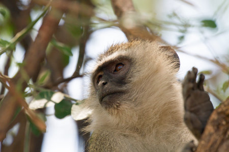 Closeup of african vervet monkey in Namibia