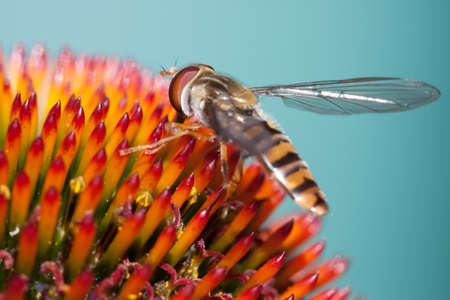 Hoverfly collecting nectar from a coneflowerの写真素材