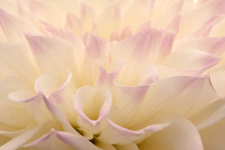 Cloeup of a pink tipped white dahliaの写真素材