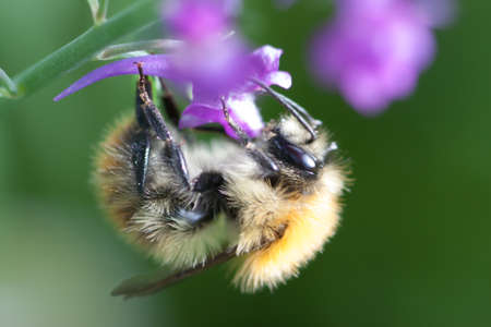 Closeup of a bumblebee feedingの写真素材