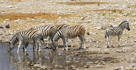 Zebra herd at waterhole, Etosha, Namibiaの写真素材