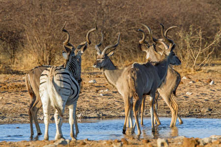 Kudu and solitary zebra at waterhole, Etosha, Namibiaの写真素材