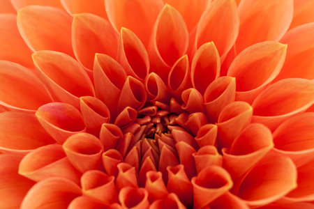 Closeup of an orange, red dahliaの写真素材