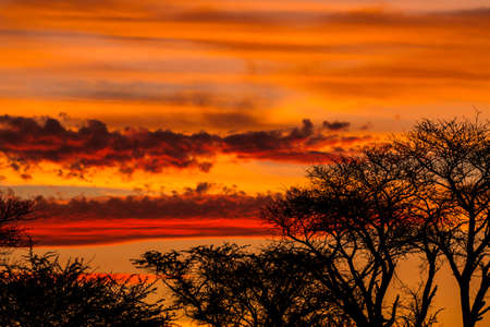 Tree silhouette against African sunsetの写真素材