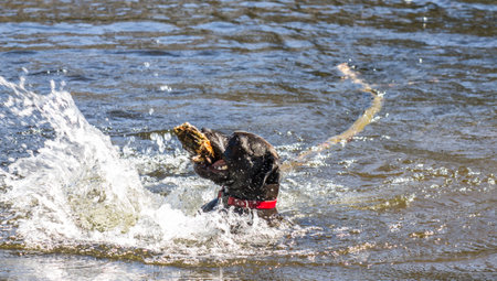 Happy black dog retrieving a large stick from a riverの写真素材