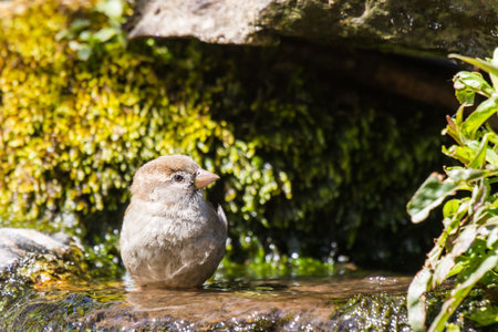 Female house sparrow having bathの写真素材