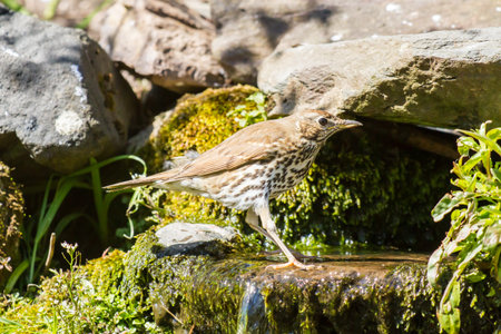 Mistle thrush having a water bath