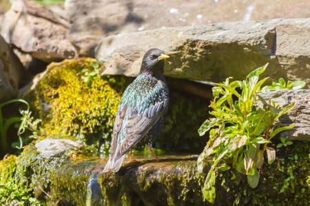 Starling having a water bath on a warm dayの写真素材